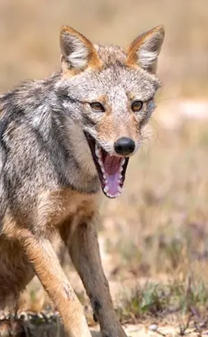 Gewöhnlicher Schakal canis aureus