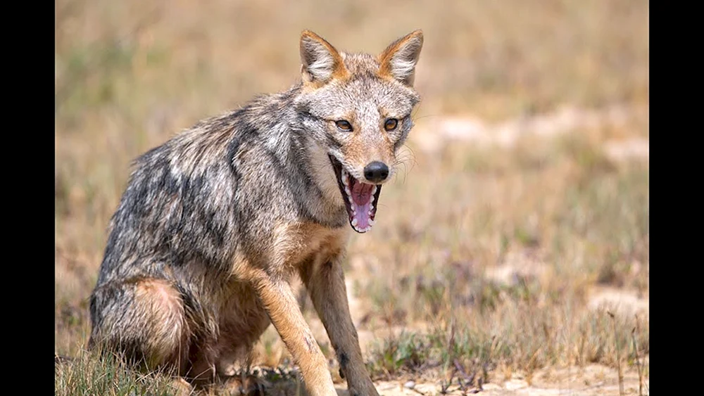 Gewöhnlicher Schakal canis aureus