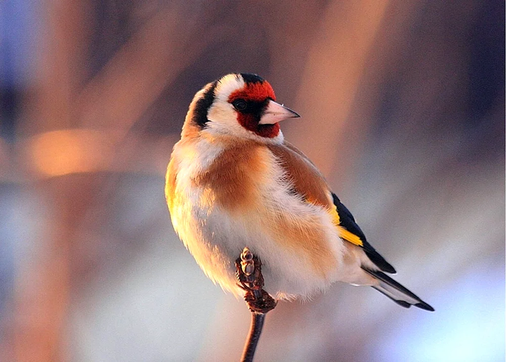 Wasseramsel Carduelis carduelis