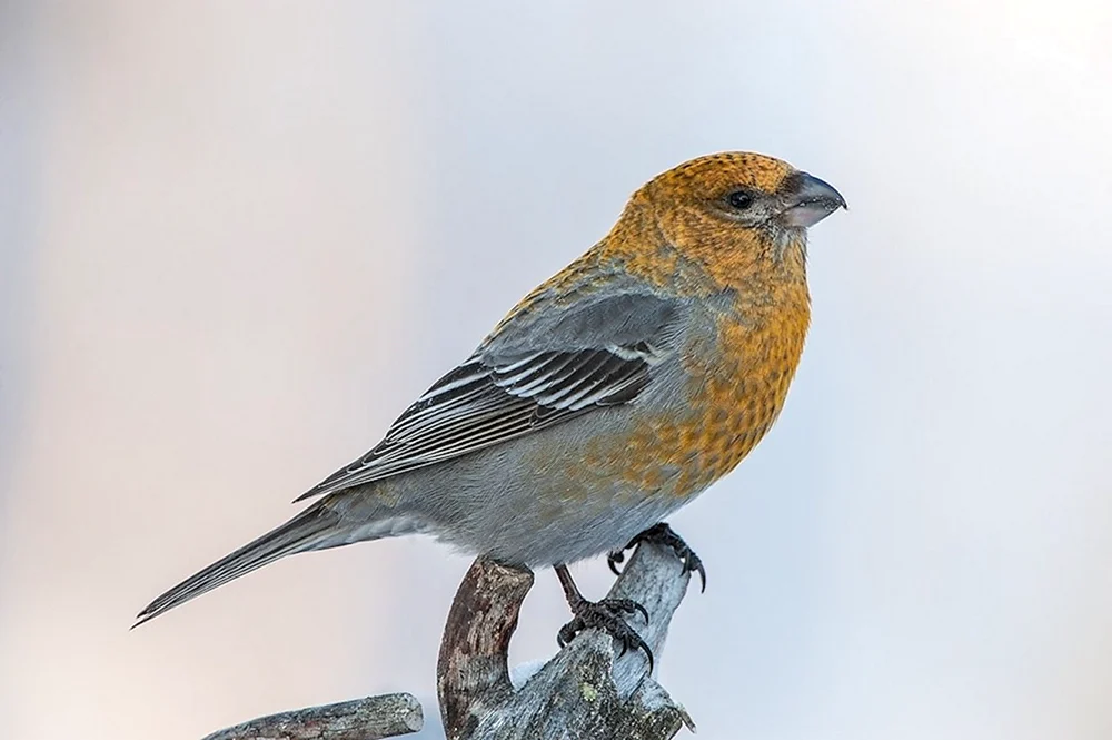 Würgervogel - pinicola enucleator
