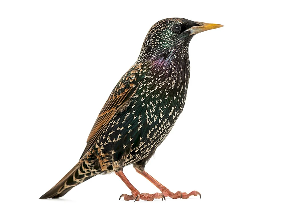 Silhouette Vögel