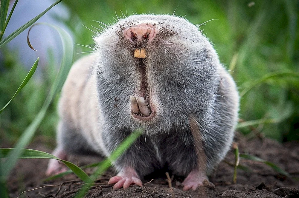 Gewöhnliches Murmeltier