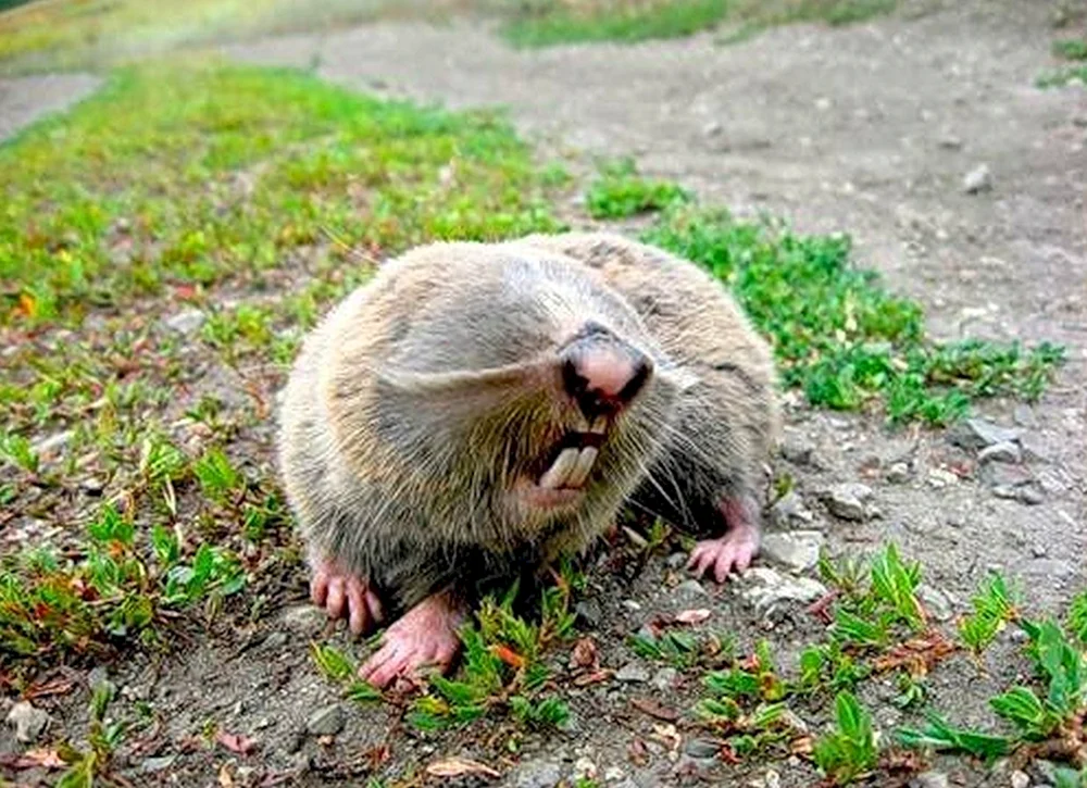 Gemeine Schnabeltierchen