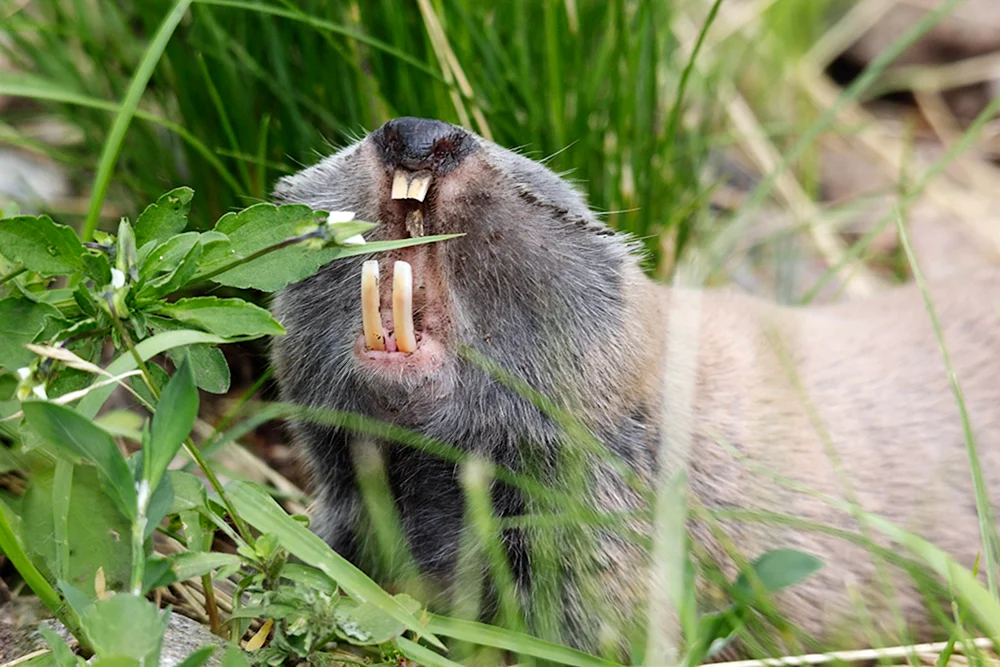 Gewöhnliches Murmeltier