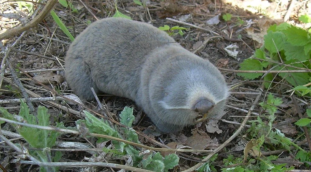 Gewöhnliches Murmeltier