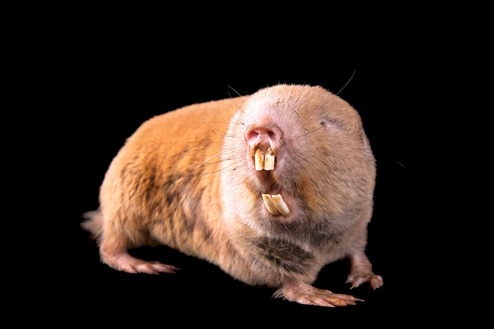 Maulwurfsdrossel