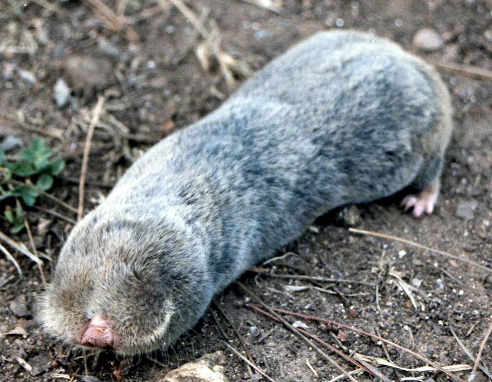 Gewöhnliche Maulwurfsdrossel