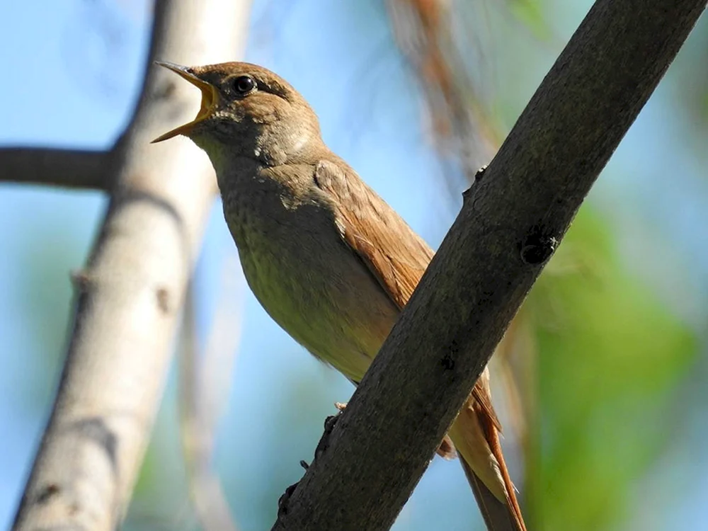Luscinia Luscinia