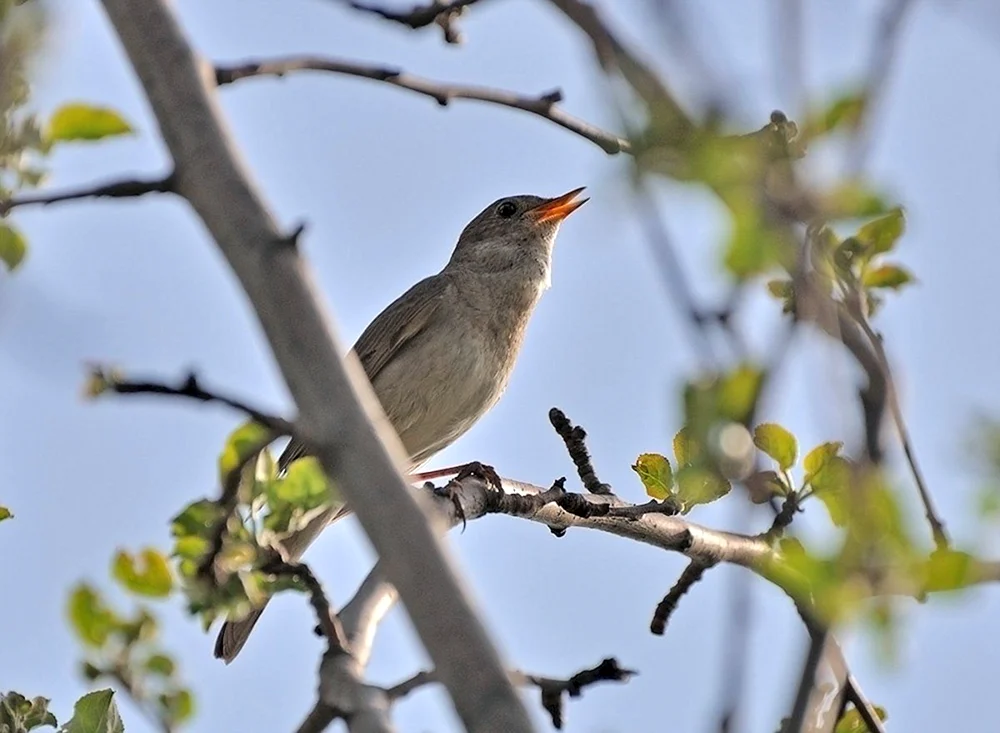 Laubsänger Singvogel