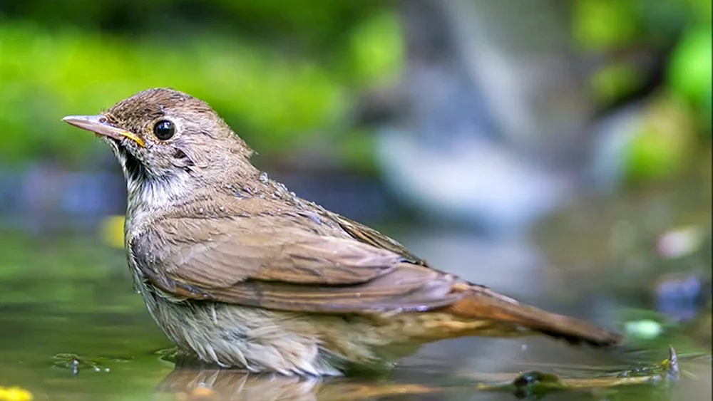 Waldsänger Luscinia Luscinia