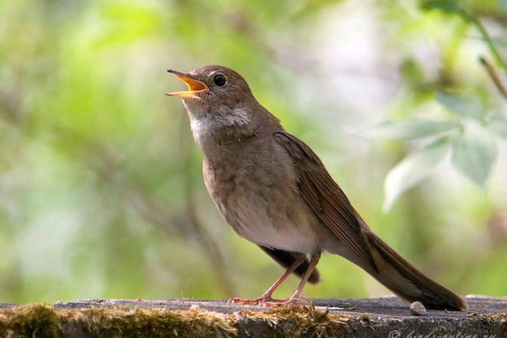 Waldsänger Singvogel