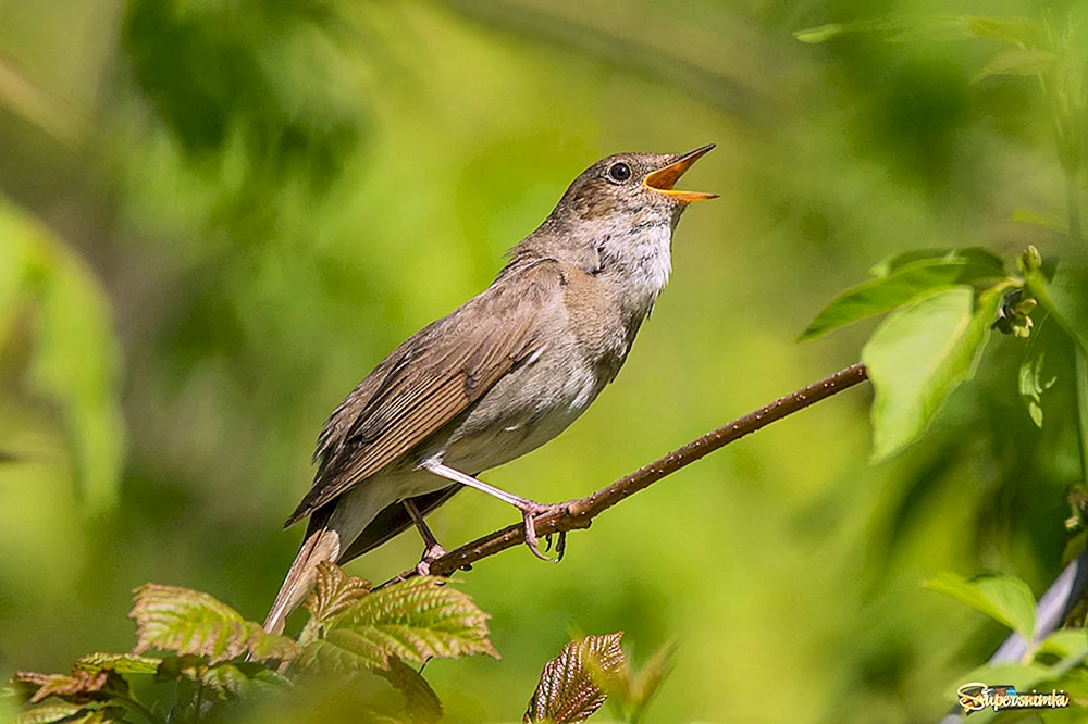 Gemeindewaldsänger Luscinia Luscinia