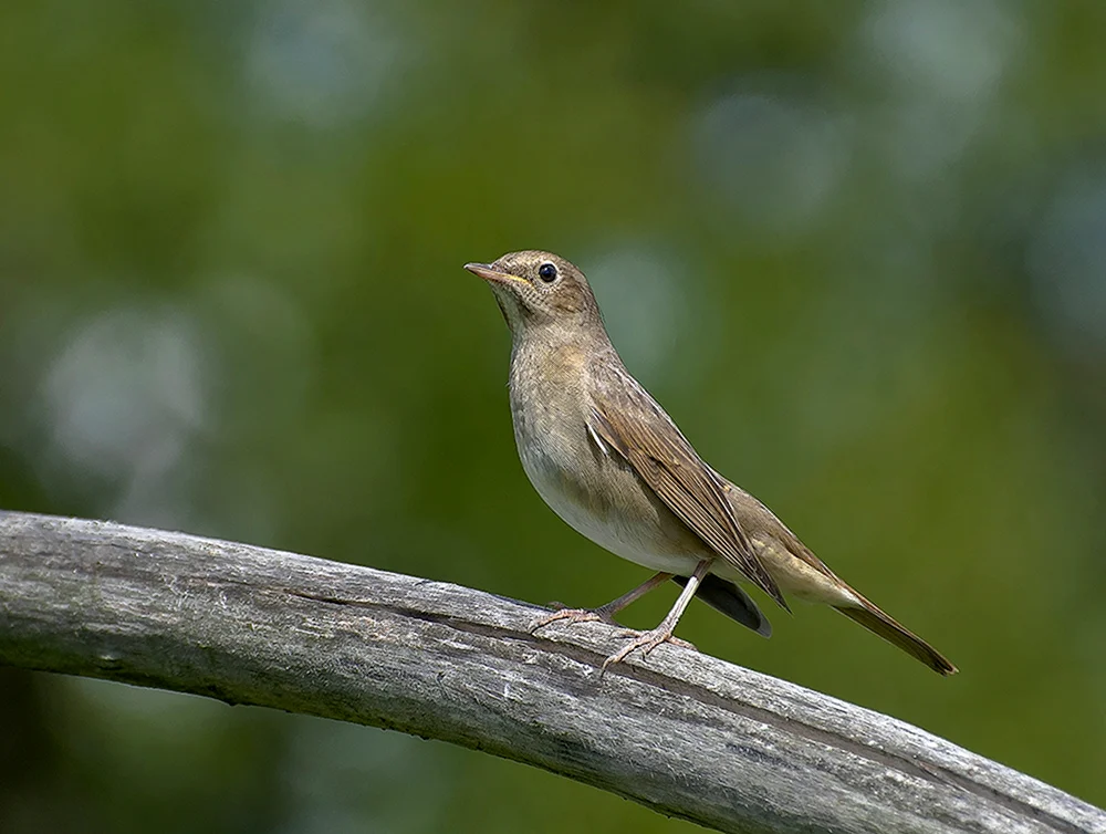 Singvögel