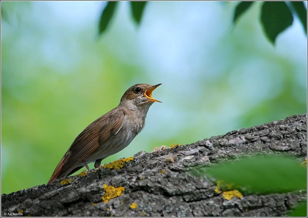 Waldsänger Luscinia Luscinia