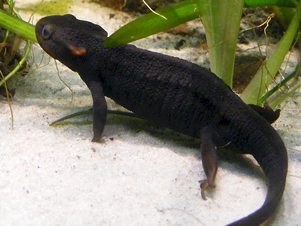 Schwarze Echse