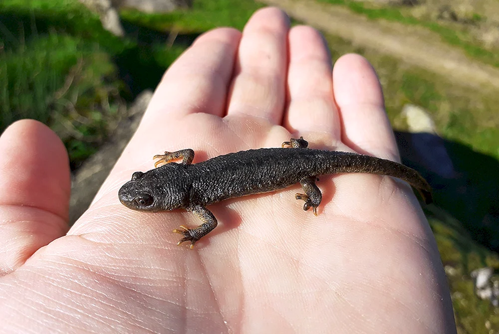 Alpen-Schwarzsalamander