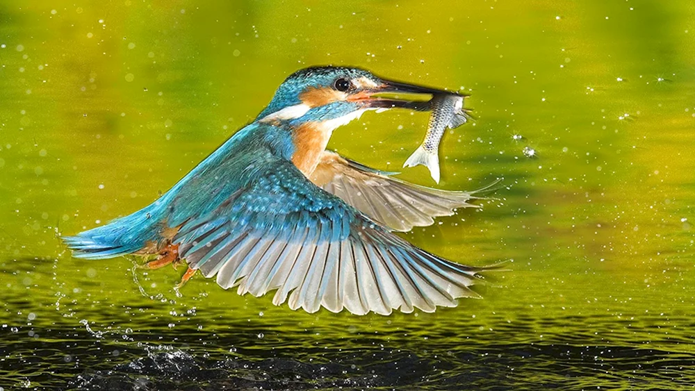 Vogelangler