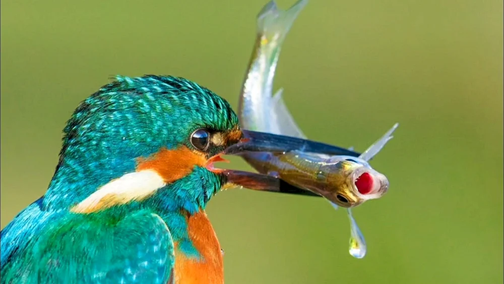 Vogelangler