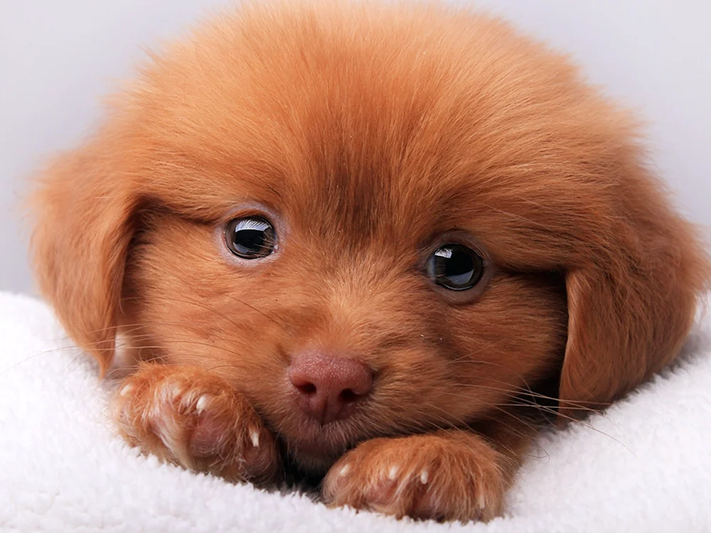 Pomeranian Spitz Boo
