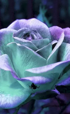 Sehr schöne Blumen