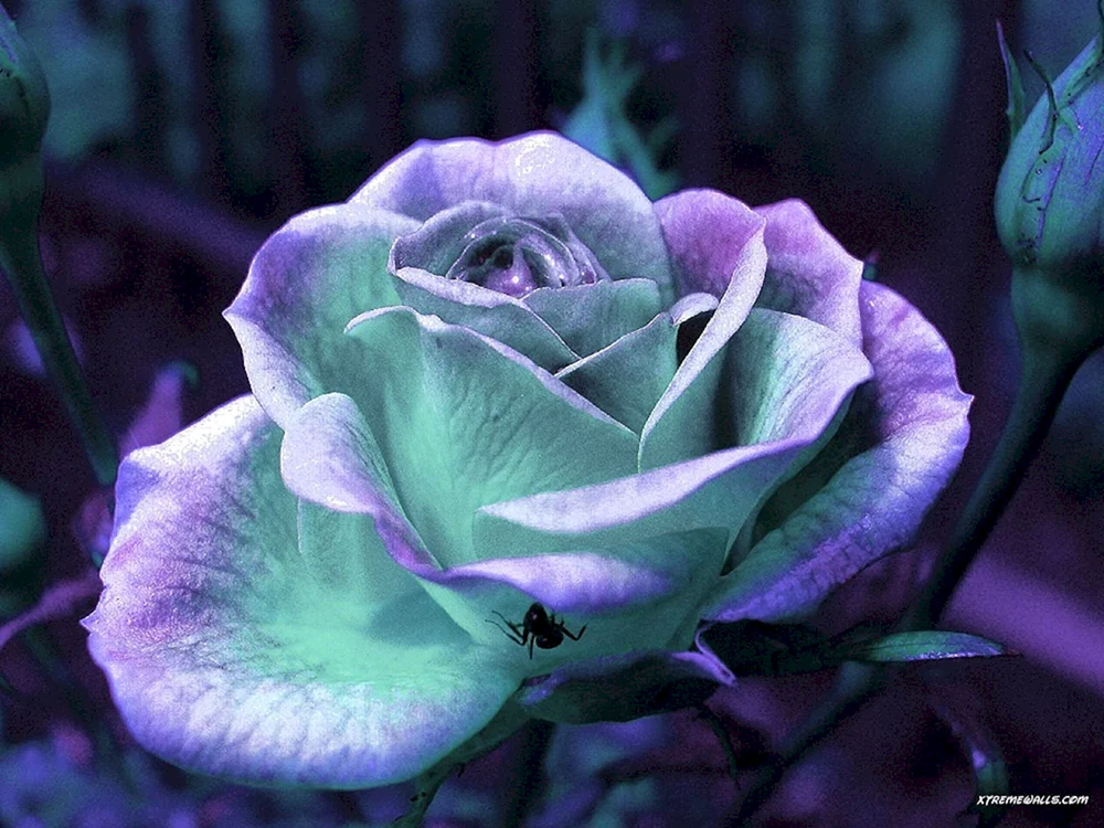 Sehr schöne Blumen
