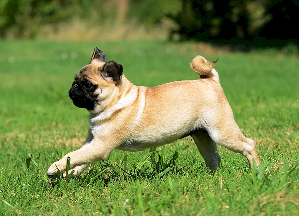 Mops wollig