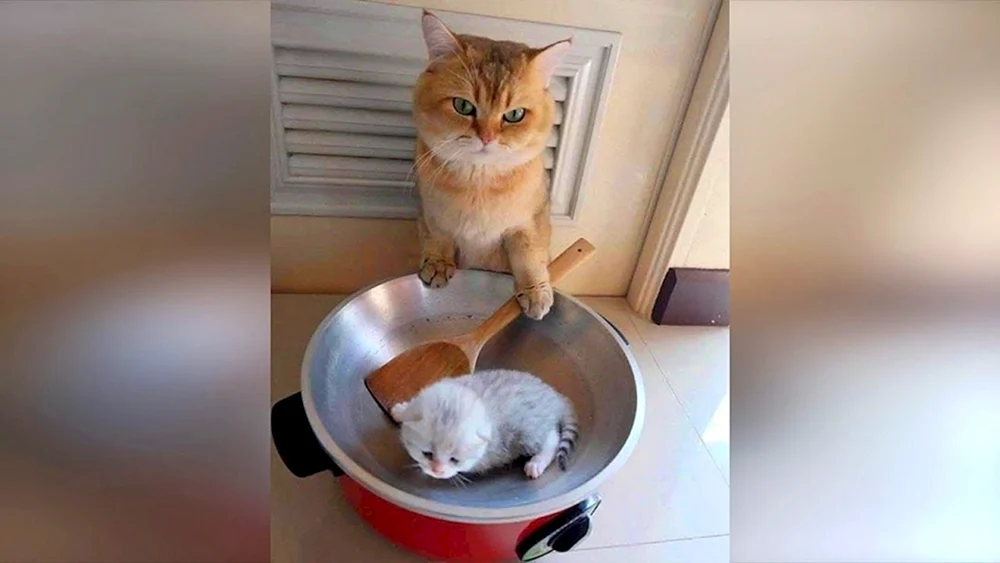 Sehr lustige Katzen zum Weinen