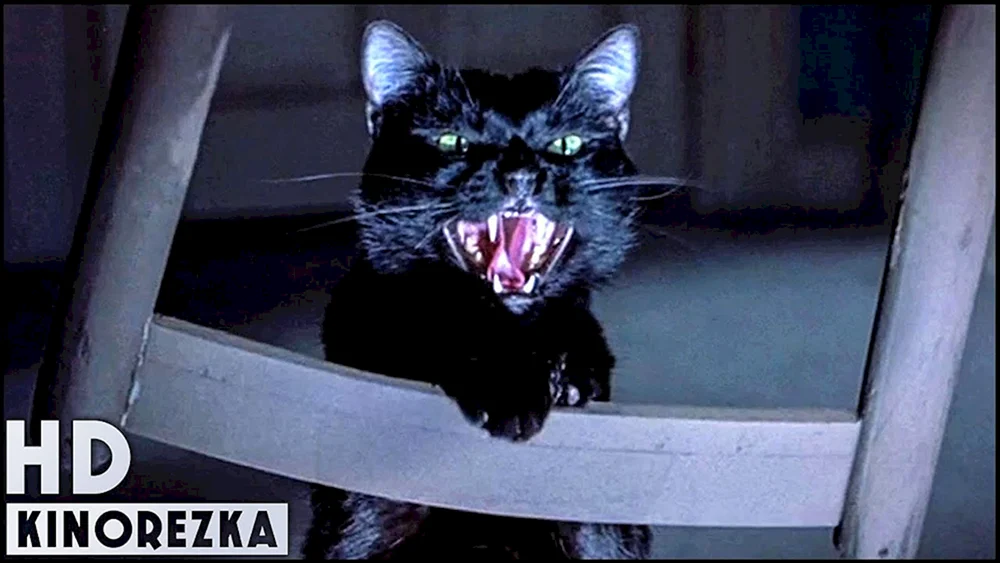 Eine wütende Katze