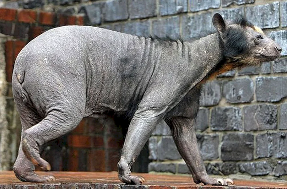 Eisbär mit Glatze ohne Fell