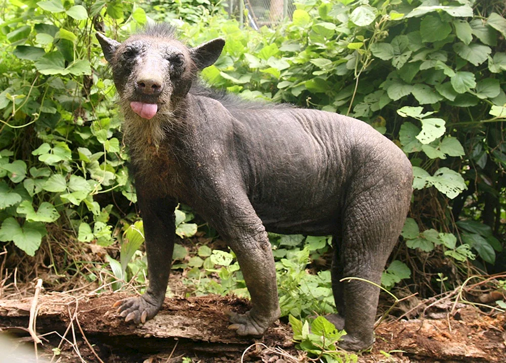 Eisbär mit Glatze ohne Fell