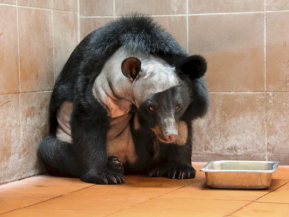 Braunbär ohne Fell