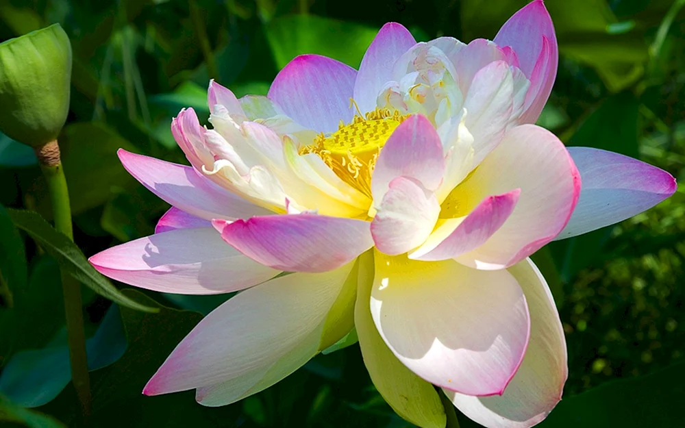Lotus Garten