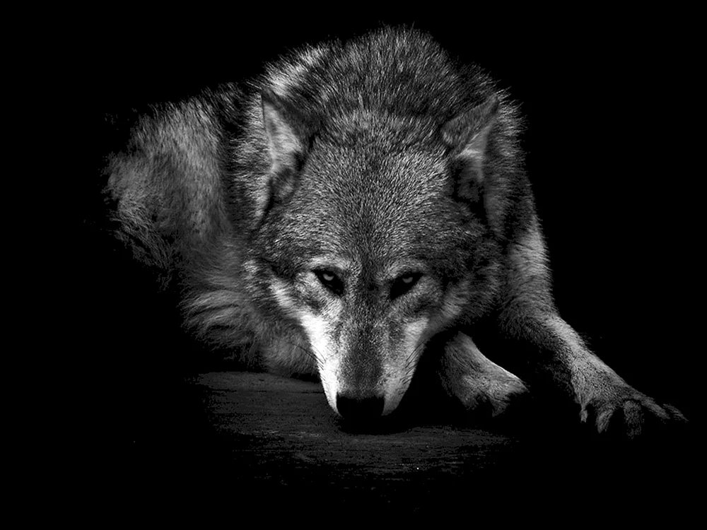 Einzelner Wolf