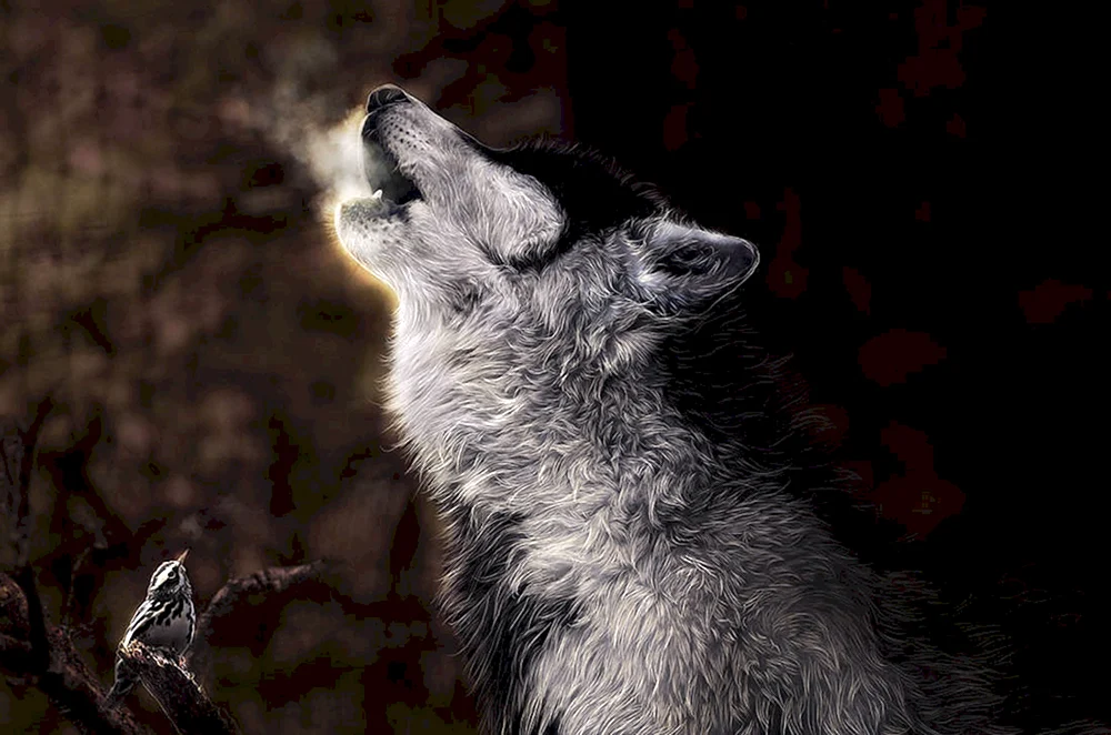 Wolf