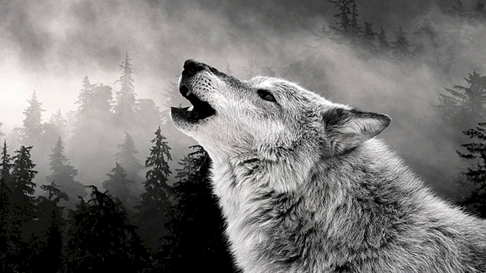 Einzelner Wolf