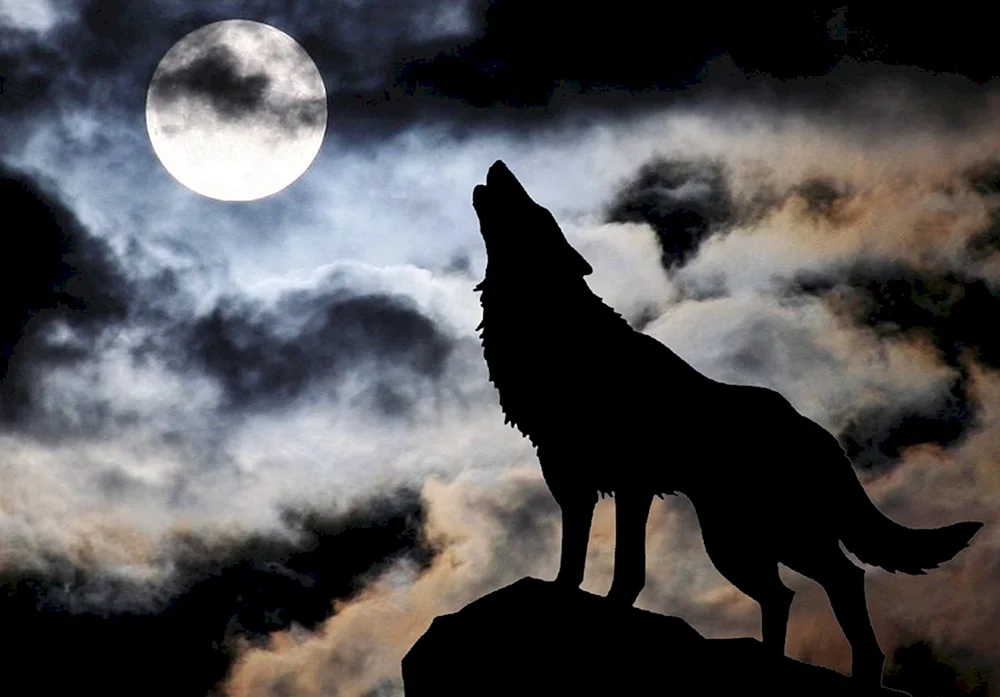 Ein einsamer Wolf heult den Mond an