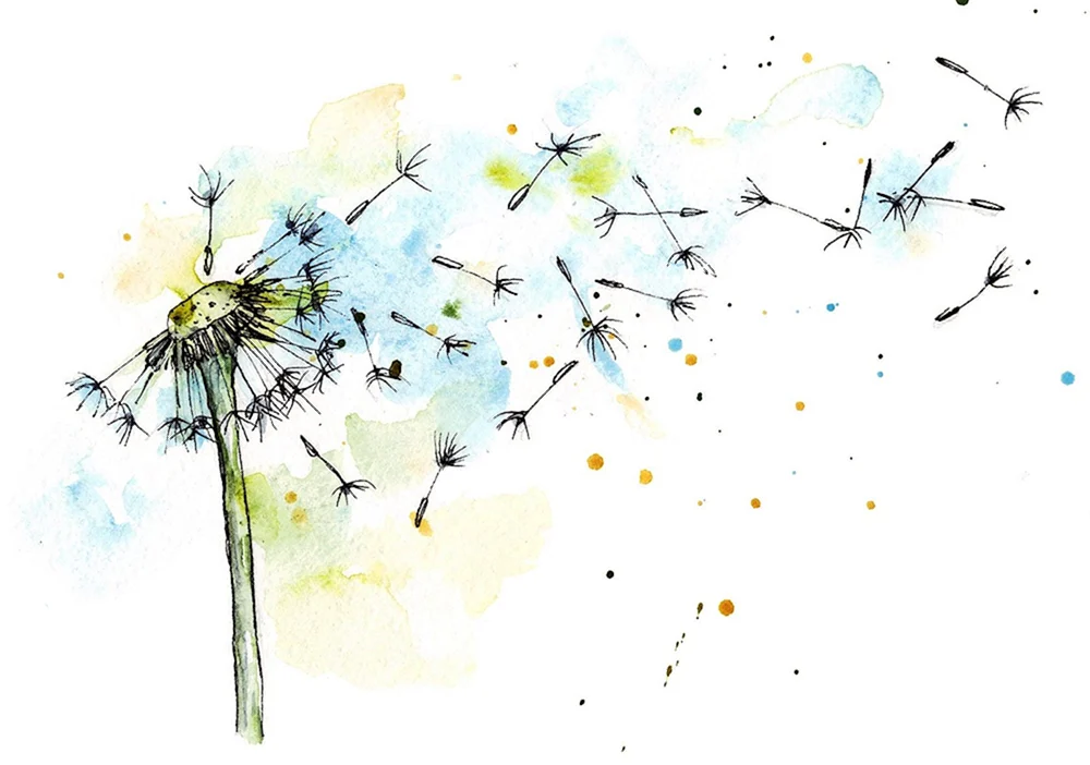 Pusteblumen Aquarell auf weißem Hintergrund