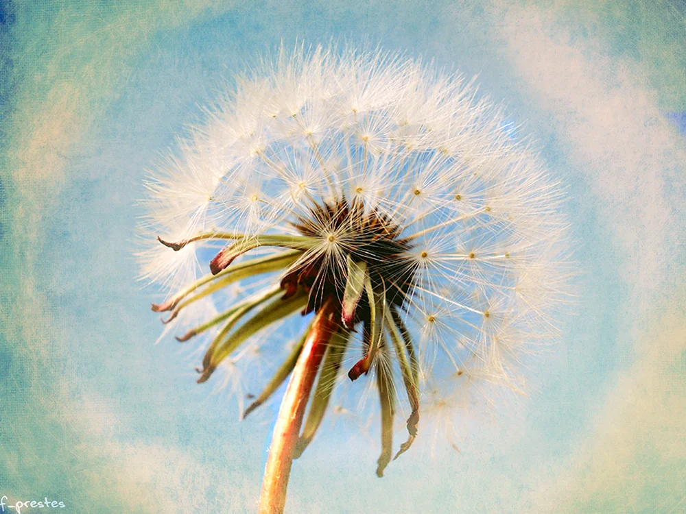 Pusteblumen in Aquarell