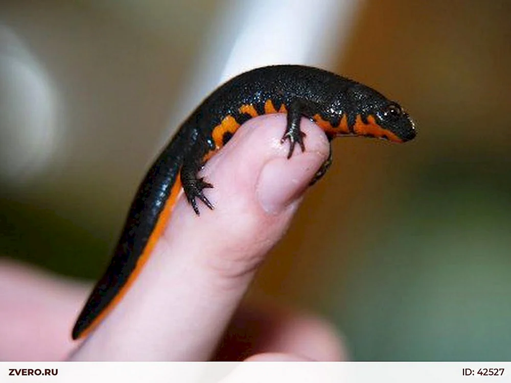 Alpenschwarzer Tritonsalamander