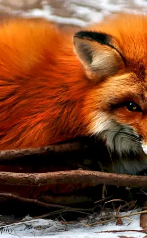 Ognjovka Wjatskaja Fuchs