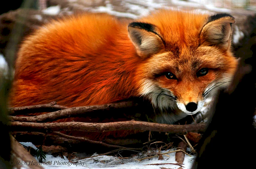 Ognjovka Wjatskaja Fuchs