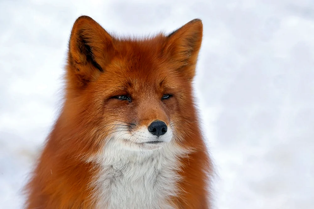 Lisichka Patrykeevna Polar