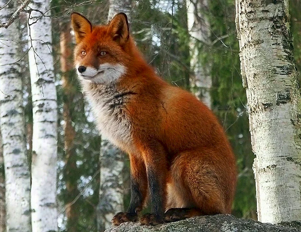 Weißwedelhirsch Taiga