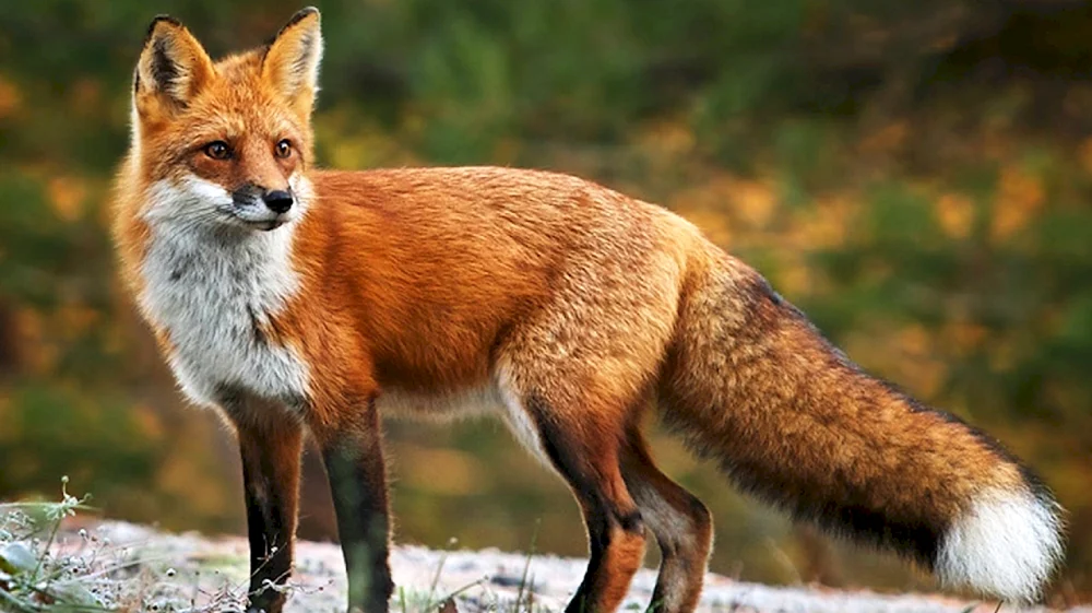Ognjewka-Wjatka-Fuchs