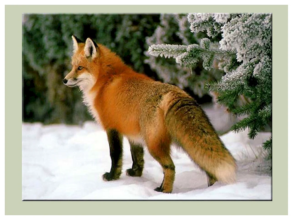 Ognjowka-Wjatka-Fuchs