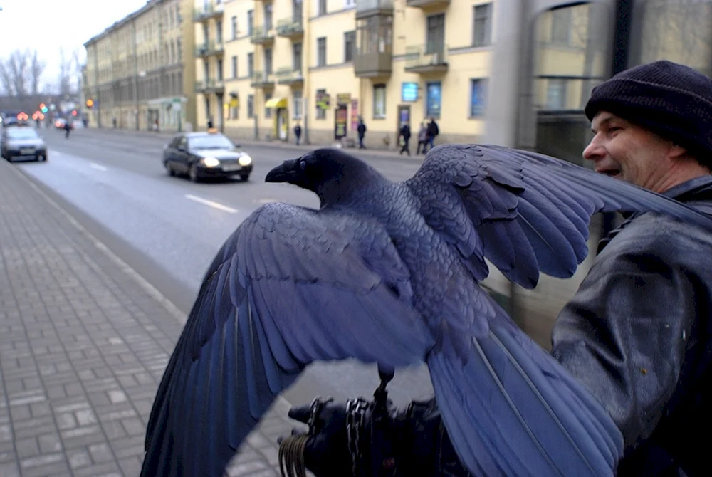 Corvus Corax Vogel