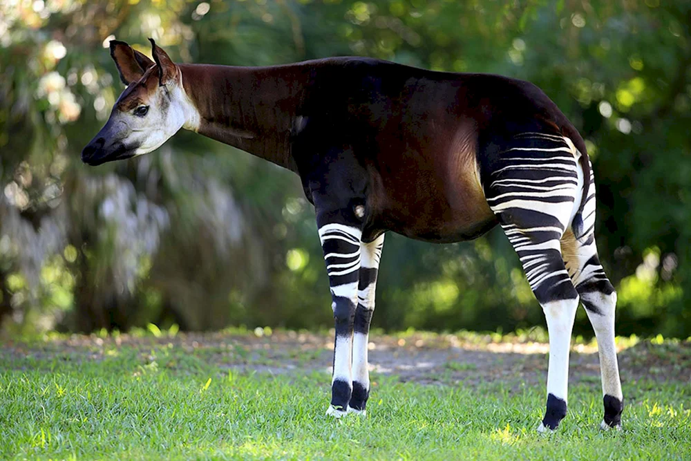 Okapi Waldgiraffe