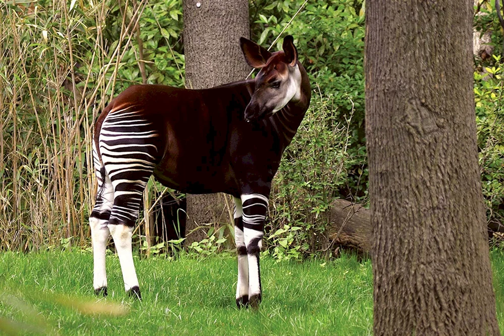 Seltene Tiere