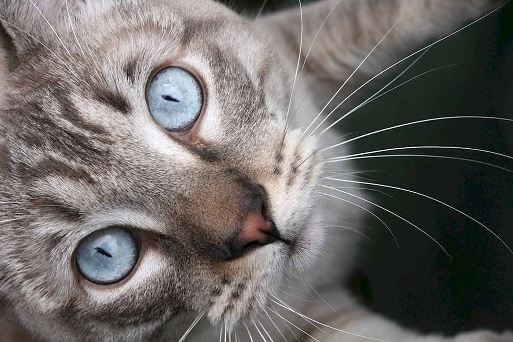 Balinese Ragdoll