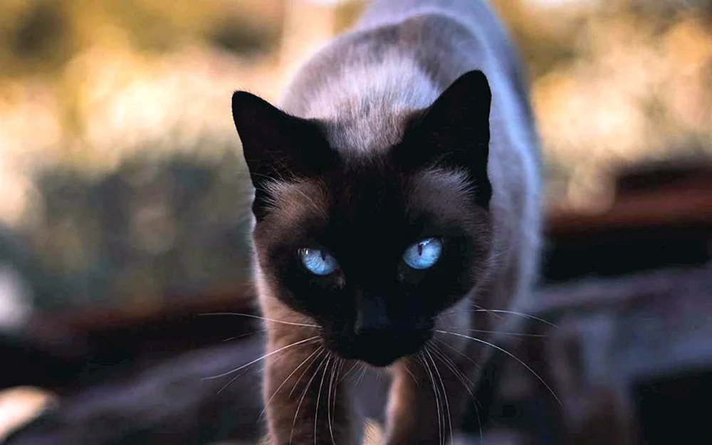 Ochos azules